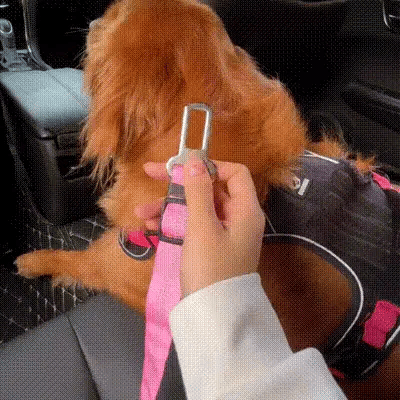 Dog seat belt